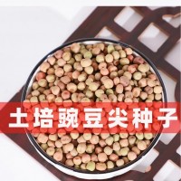 批發水培芽苗菜種子大葉綠玉豌豆土培豌豆尖種